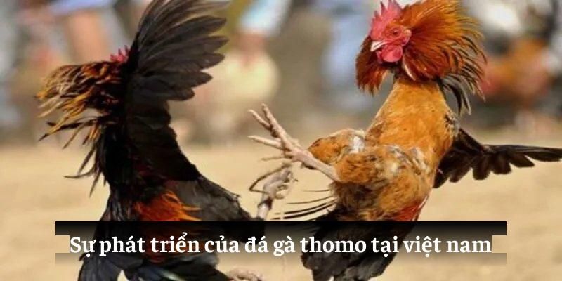 Sự phát triển của đá gà thomo tại việt nam