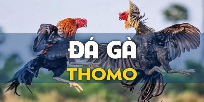 Đá Gà Thomo: Khám Phá Thế Giới Thi Đấu Chiến Kê Đỉnh Cao