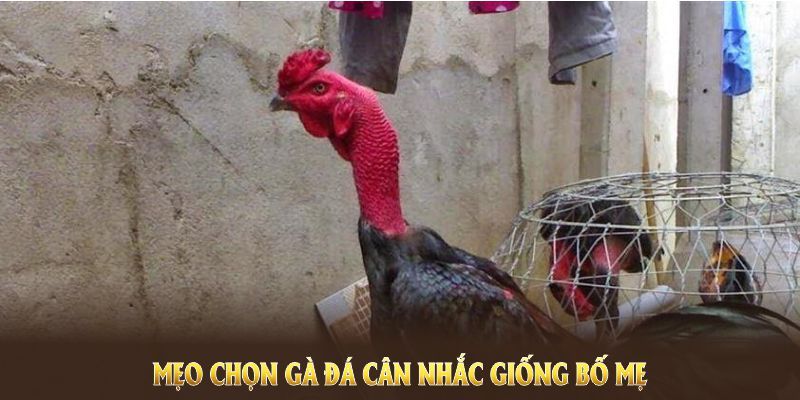 Mẹo chọn gà đá cân nhắc giống bố mẹ và điều kiện nuôi dưỡng