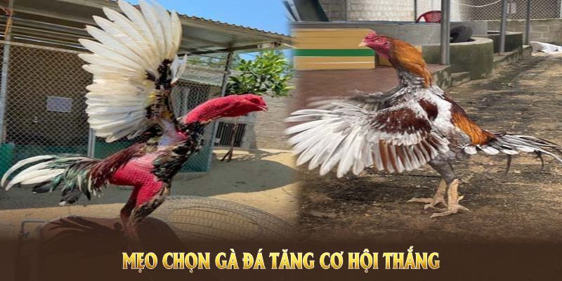 Mẹo chọn gà đá tăng cơ hội thắng nhờ chú trọng ngoại hình