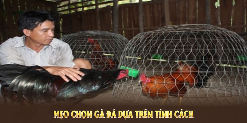 Mẹo chọn gà đá dựa trên tính cách để tránh chọn nhầm chiến kê