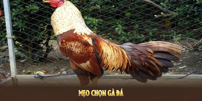 Mẹo Chọn Gà Đá Chuẩn Giúp Các Sư Kê Khẳng Định Vị Thế