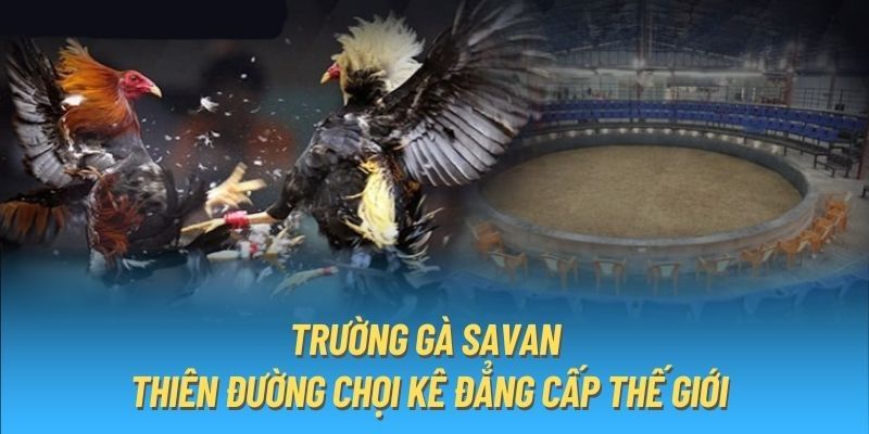 Trường Gà Savan – Sàn Đấu Kịch Tính Nổi Tiếng Tại Châu Á